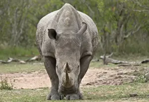 South Africa Prints: White Rhinoceros (Ceratotherium simum simum) adult