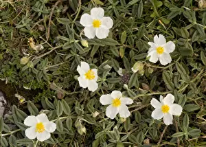 National Prints: White Rock-rose (Helianthemum apenninum) flowering