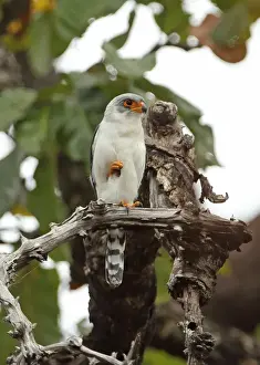 Indochina Prints: White-rumped Falcon (Polihierax insignis harmandi) adult male