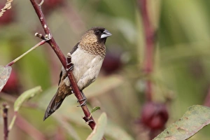 Oriental Prints: White-rumped Munia (Lonchura striata) adult