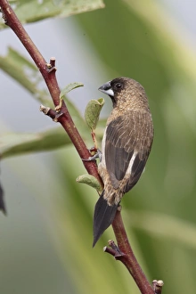 White-rumped Munia (Lonchura striata) adult, perched in citronella bush, Long Valley, New Territories, Hong Kong
