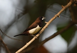 Munias Prints: White-rumped Munia (Lonchura striata) adult, perched on twig, Sri Lanka, december