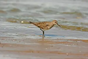 Sandpiper Prints: White-rumped Sandpiper (Calidris fuscicollis) adult