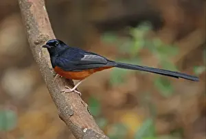 Kaeng Krachan Prints: White-rumped Shama (Copsychus malabaricus interpositus) adult male
