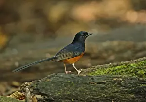 White-rumped Shama (Copsychus malabaricus interpositus) adult male, standing on log, Kaeng Krachan N. P. Thailand, november