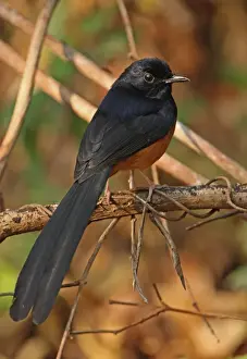 White-rumped Shama (Copsychus malabaricus interpositus) adult male, perched on twig, Kaeng Krachan N. P. Thailand, february