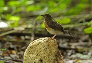 White-rumped Shama (Copsychus malabaricus interpositus) juvenile, perched on rock, near Kaeng Krachan, Thailand, May