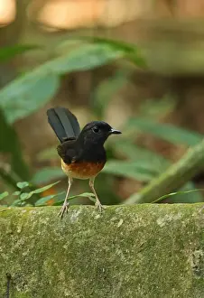 White-rumped Shama (Copsychus malabaricus tricolor) adult female, perched on tree buttress, Taman Negara N. P