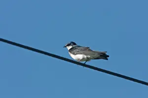 White Rumped Prints: White-rumped Swallow (Tachycineta leucorrhoa) adult