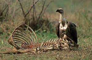 Remains Prints: White-rumped Vulture (Gyps bengalensis) adult, feeding at cattle carcass, India