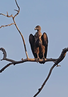Critically Endangered Prints: White-rumped Vulture (Gyps bengalensis) immature