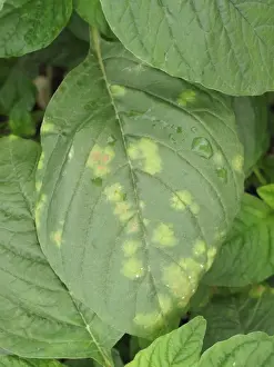 Leaves Prints: White rust, Albugo bliti, blisters on the upper surface of amaranth or pigweed leaves