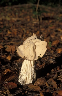 Mushroomsfungi Prints: White Saddle (Helvella crispa)