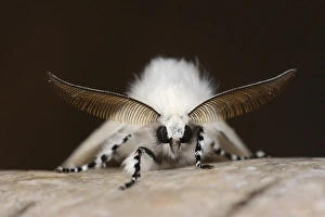 Oxfordshire Prints: White Satin Moth (Leucoma salicis) adult male