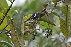 Fruits Prints: White-shouldered Tanager (Tachyphonus luctuosus panamensis) adult male