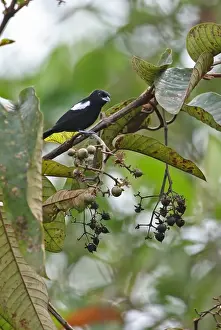 White-shouldered Tanager (Tachyphonus luctuosus panamensis) adult male, feeding in fruiting tree, Rio Indio, Panama