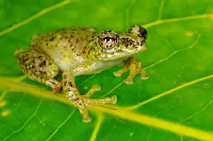 Rwandan Prints: White-snouted Reed Frog (Hyperolius frontalis) adult
