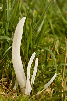 Somerset Prints: White Spindles (Clavaria fragilis) fruiting bodies