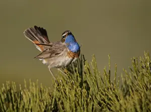 White Spotted Prints: White-spotted Bluethroat (Luscinia svecica cyanecula) adult male