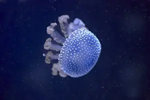 White Spotted Prints: White-spotted Jellyfish (Phyllorhiza punctata) adult (captive)