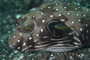 Grey Prints: White-spotted Puffer (Arothron hispidus) adult