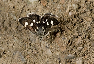 Middle East Prints: White-spotted Sable Moth (Anania funebris) adult
