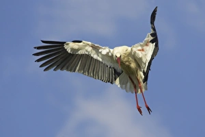Stork Prints: White Stork (Ciconia ciconia) adult, in flight, landing, Extremadura, Spain