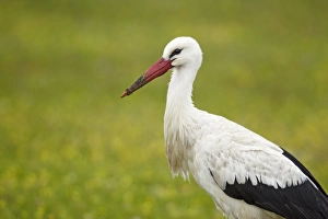 Steppes Prints: White Stork (Ciconia ciconia) adult, Extremadura, Spain, april