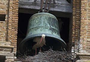 Cathedrals Prints: White Stork (Ciconia ciconia) adult