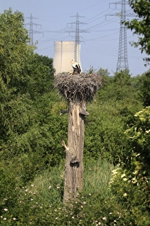 Germany Prints: White Stork (Ciconia ciconia) adult with chicks