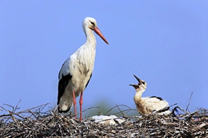 White Stork (Ciconia ciconia) adult with chicks, begging in nest, Philippsburg, Baden-Wurttemberg, Germany, may