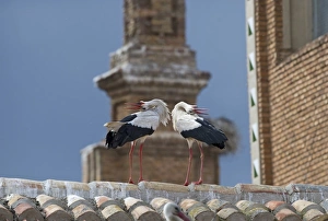 Displays Prints: White Stork (Ciconia ciconia) adult pair