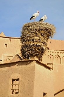 White Stork (Ciconia ciconia) adult pair, standing at nest on ancient kasbah building, Taourirt, Ouarzazate, Morocco, january