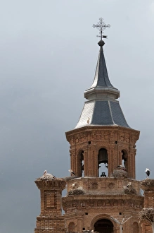 Cathedrals Prints: White Stork (Ciconia ciconia) adults at nests