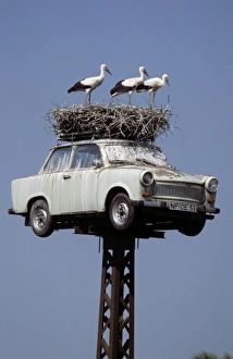 Cars Prints: White Stork (Ciconia ciconia) three immatures
