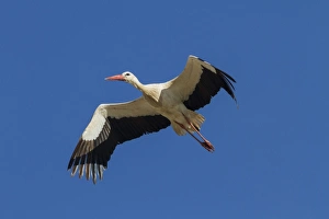 Blue Prints: White Stork in flight - Spain