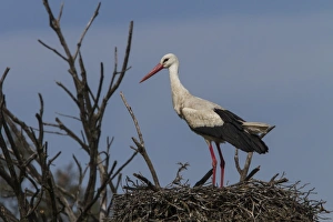 Stork Prints: White Stork at nest, Extremadura Spain