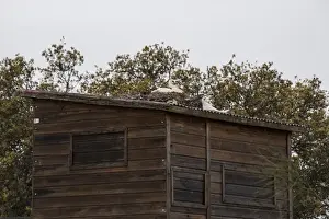 Stork Prints: White Stork nesting on bird watching hide at Almaraz de Tajo near C ceres