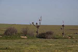 Stork Prints: White Stork nests on dead trees on the Belen Plain, Extremadura Spain