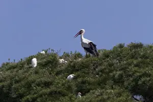 Donana Prints: White Stork on Stone Pine with Squacco Herons - Coto Donana, Spain
