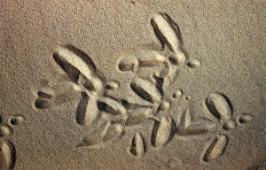Foot Prints: White Stork tracks in sand