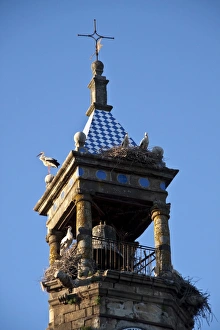 Tower Prints: White Storks nesting on church tower, Trujillo, Extremadura, Spain