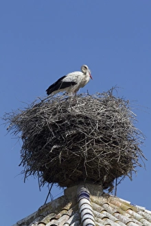 Tower Prints: White Storks nesting on church tower, visitor centre Coto Donana, Spain