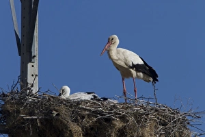 Trujillo Prints: White Storks nesting on electrical pylon, Trujillo, Extremadura, Spain