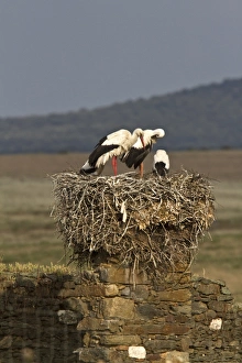 Trujillo Prints: White Storks nesting on old building, Trujillo, Extremadura, Spain