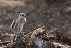 Californian Prints: White-tailed Antelope Squirrel (Ammospermophilus leucurus) adult