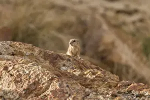 Uutah Prints: White tailed Antelope Squirrel - Arches National Park Utah America
