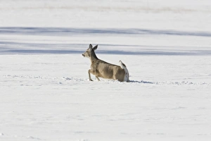 Running Prints: White-tailed Deer (Odocoileus virginianus) doe