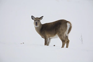White-tailed Deer (Odocoileus virginianus) doe, feeding on potato dug up from under snow in frozen soil, North Dakota