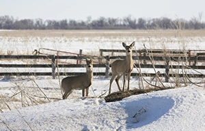 White-tailed Deer (Odocoileus virginianus) two does, foraging on snow covered hay pile, North Dakota, U. S. A. february